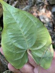 Dioscorea transversa