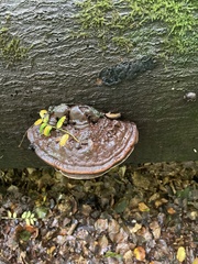 Ganoderma applanatum