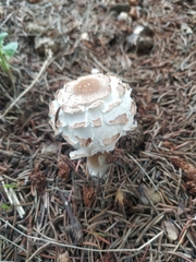 Chlorophyllum brunneum