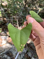 Dioscorea transversa