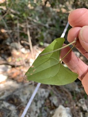 Dioscorea transversa