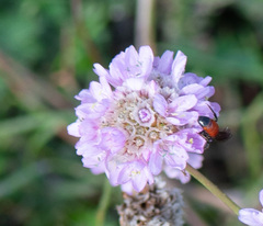 Armeria maritima