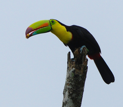 Ramphastos sulfuratus