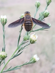 Poecilanthrax lucifer