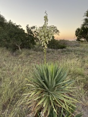 Yucca gloriosa