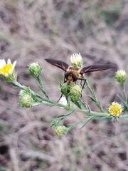 Poecilanthrax lucifer