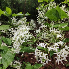 Pavetta hongkongensis