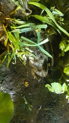 Tomopterna delalandii