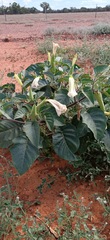Datura leichhardtii