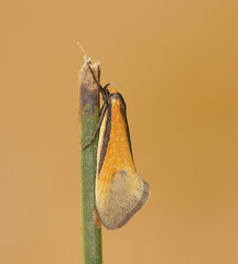 Philobota arabella