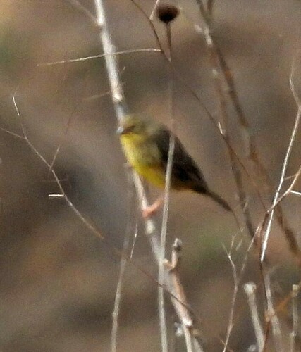 Stripe-tailed Yellow Finch (Sicalis citrina), photo 3