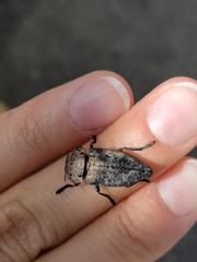 Capnodis tenebricosa