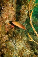 Austrolabrus maculatus