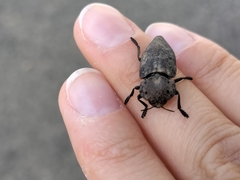 Capnodis tenebricosa