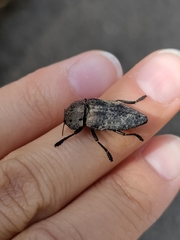 Capnodis tenebricosa