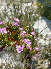 Ruschia macowanii