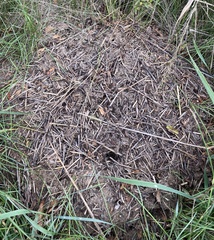 Formica rufa