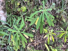 Euphorbia kraussiana