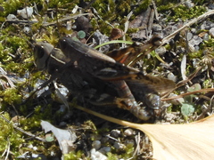 Shirakiacris shirakii