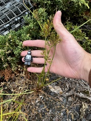 Cyperus esculentus