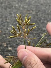 Cyperus esculentus