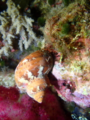 Turbo petholatus
