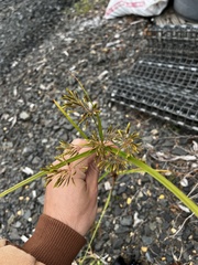 Cyperus esculentus