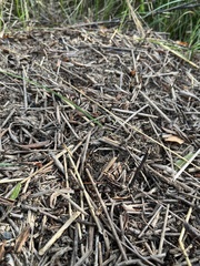 Formica rufa