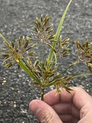Cyperus esculentus