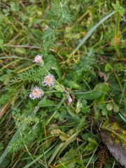 Erigeron acris