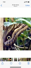 Caligo
