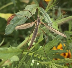 Tipula paludosa