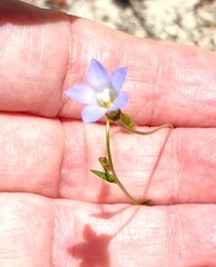 Wahlenbergia gracilenta