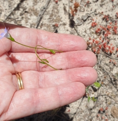 Wahlenbergia gracilenta