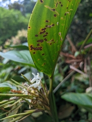Marantaceae