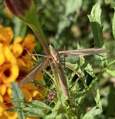 Tipula paludosa