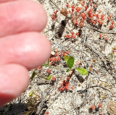 Wahlenbergia gracilenta
