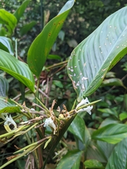 Marantaceae