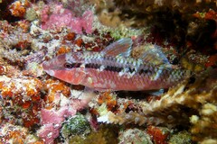 Parupeneus barberinus