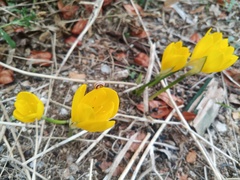 Sternbergia lutea