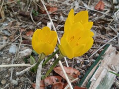 Sternbergia lutea