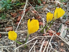 Sternbergia lutea