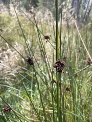 Juncus conglomeratus