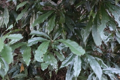 Actinodaphne mushaensis
