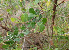 Searsia glauca