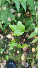 Ribes alpinum