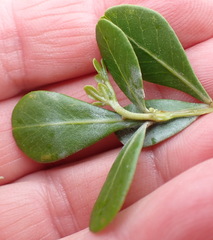Searsia glauca