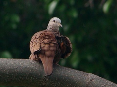 Columbina talpacoti rufipennis