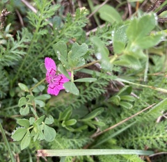 Angiospermae