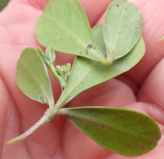 Searsia glauca